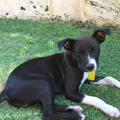 Puppy Toby DL2307