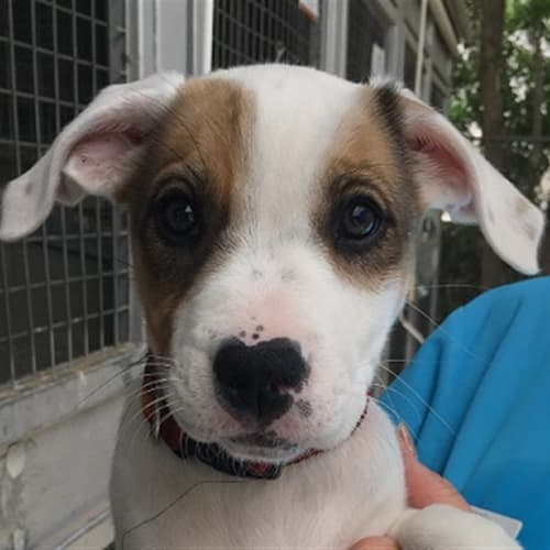 Nala