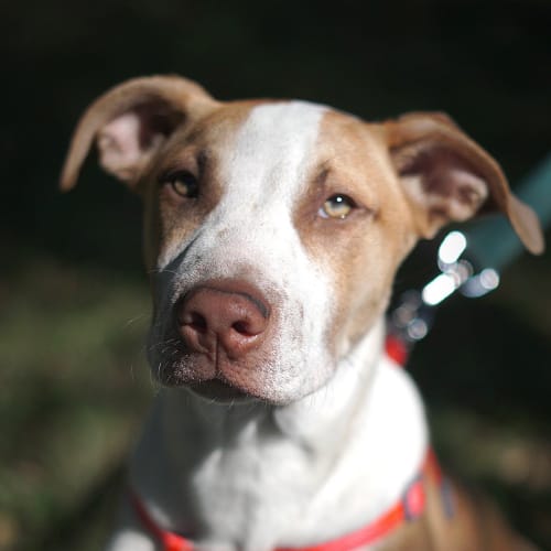Bailey ~ Staffy x Bull Terrier (On Trial 8/12/19)