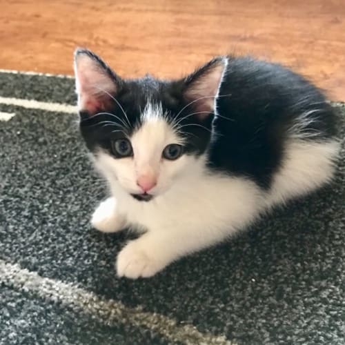 Jo ~ 8 week old kitten