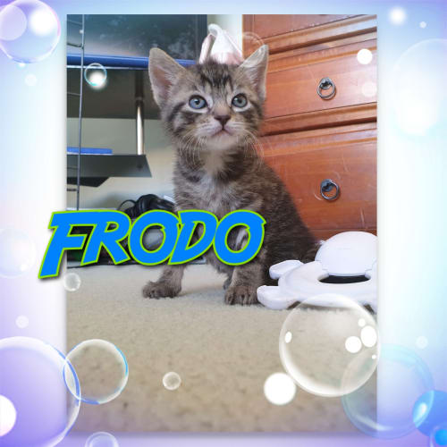 Frodo