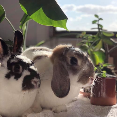 Bugsy & Sage (Bonded Pair) 🥕🥕