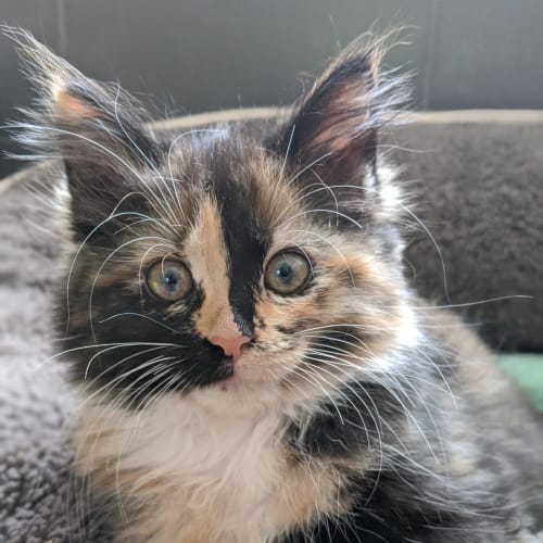 Layla **2nd Chance Cat Rescue**