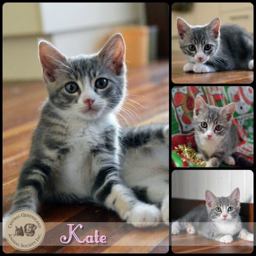 Kate 