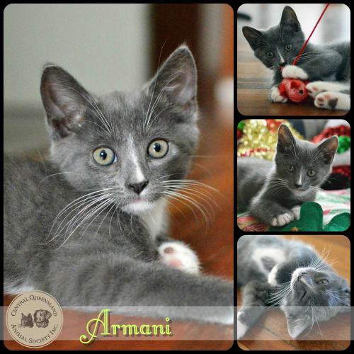 Armani