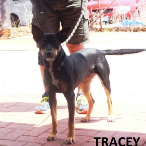 Tracey