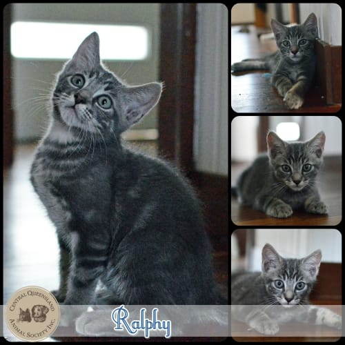 Ralphy