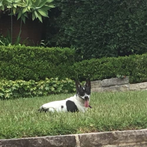 Bindi