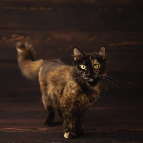 Aura