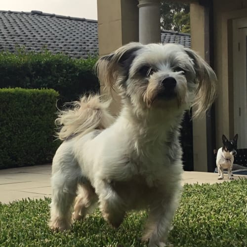 Cleo & Mini