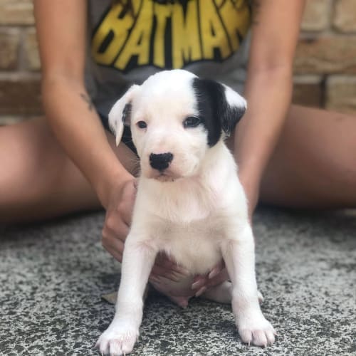 Oreo 