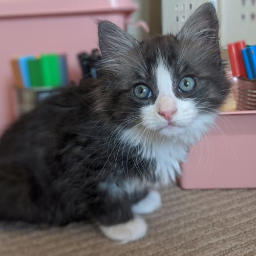Bobby - Located in Preston
