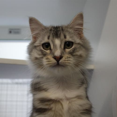 Nutmeg