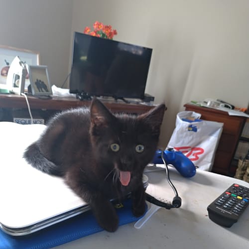 Olive - Meet Me at Best Friends Preston 7/12