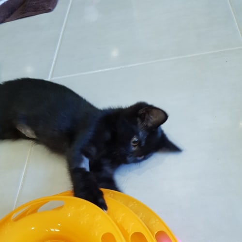 Vivian 