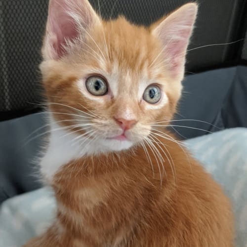 Sundy **2nd Chance Cat Rescue**