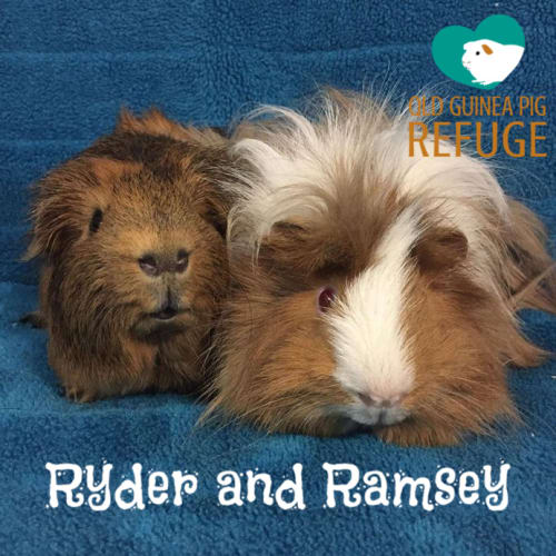 Ryder and Ramsey (indoor home only)