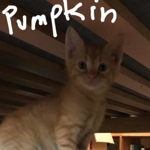 Pumpkin