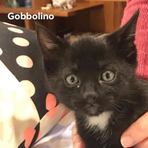 Gobbalino