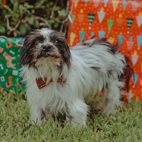 Archie ~ 8yo Terrier mix (On Trial 12/12/19)