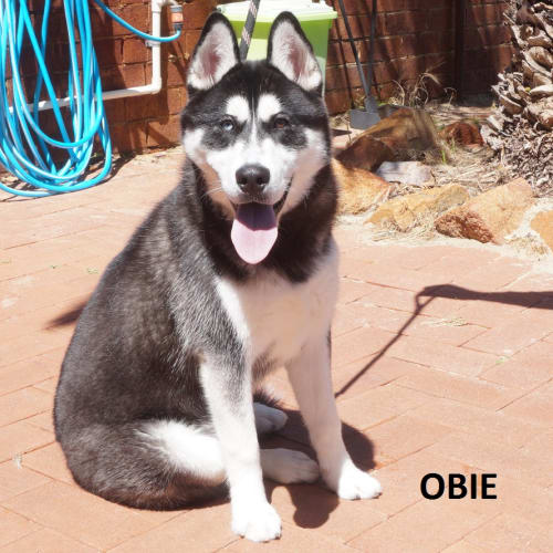 Obie