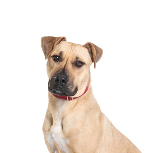 Max