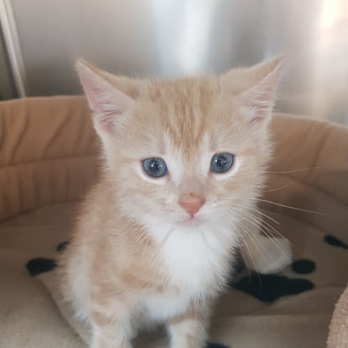 Eddie - available for adoption end of December