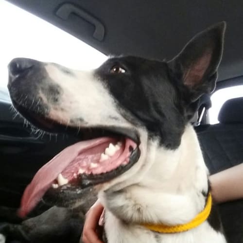 Duke