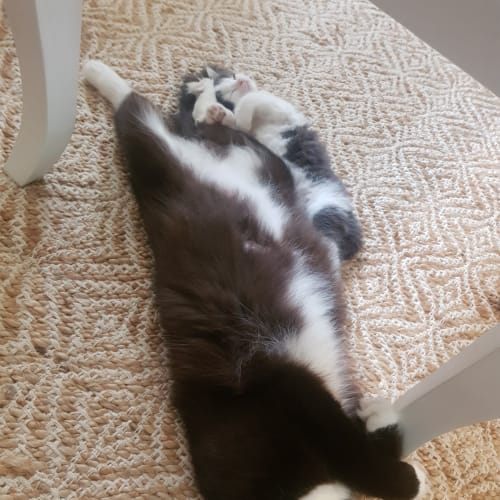 Emmie 