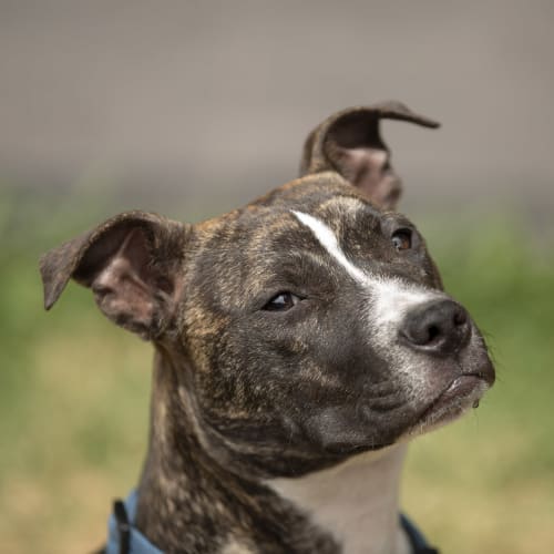 Chaos ~ 7mo English Staffy x (On Trial 26/1/20)