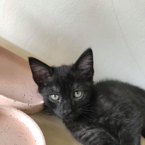 Jet