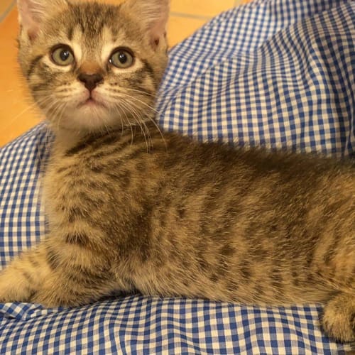 Valentina