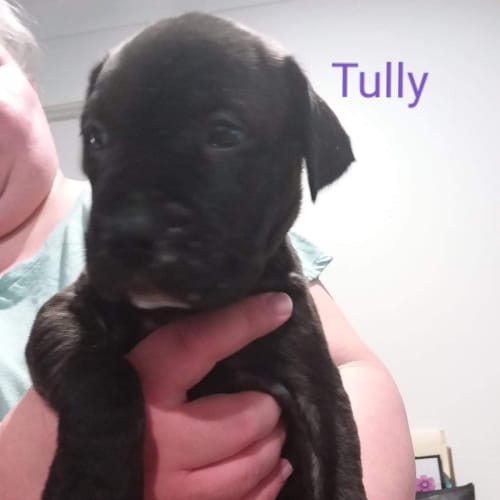 Tully