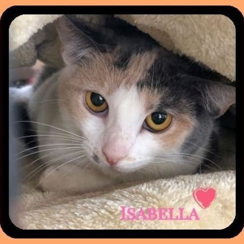 Isabella