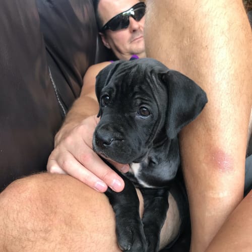 Isla 