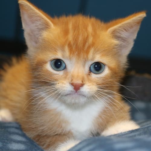 Dorito