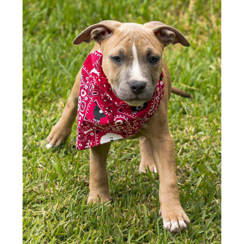 Griswald ~ Staffy x puppy (On Trial 17/12/19)