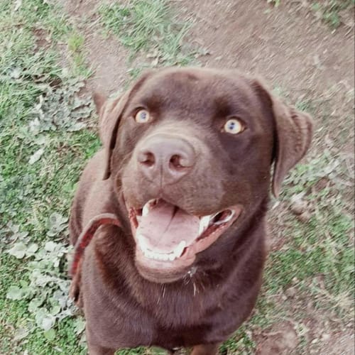 Milo dog & cat lover!