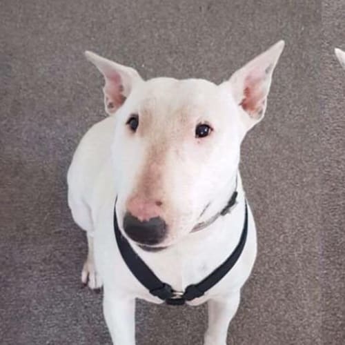 Vada - foster carer needed