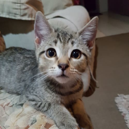 Jack