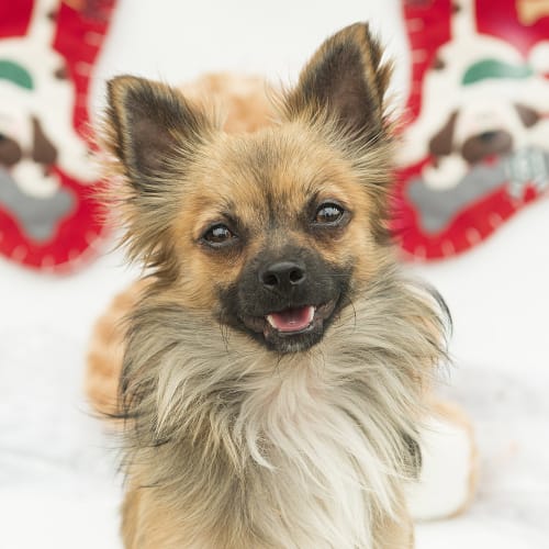 Charlie ~ 2yo Pom x Chihuahua (eval. enquiries)