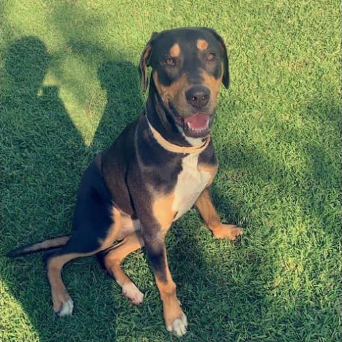 Sasha ~ 1yo Ridgeback x Mastiff (on trial 1/2/20)