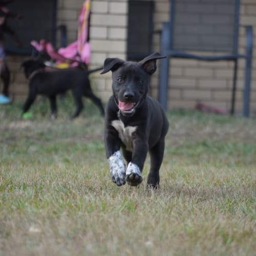 Koda 