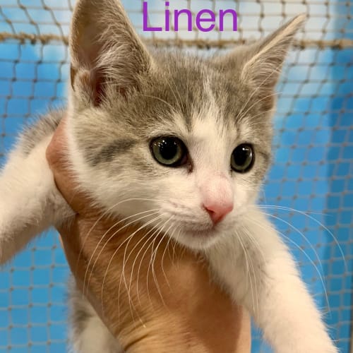 Linen