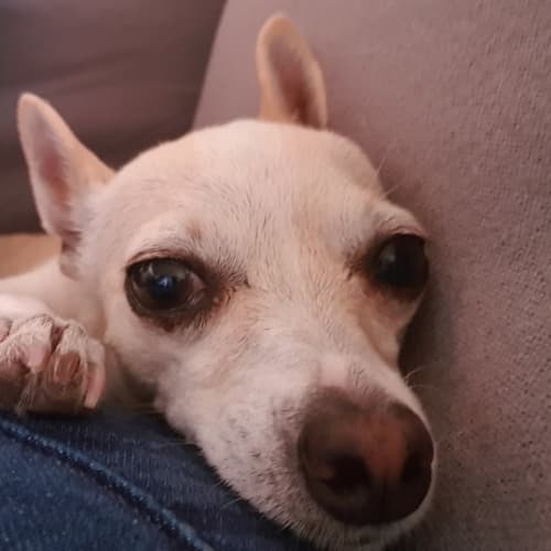 Mazie