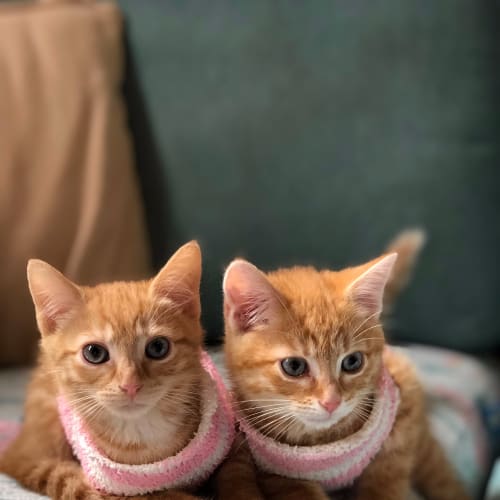 Disco and Boogie (bonded brothers)