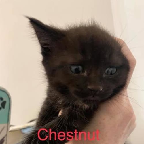 Chestnut