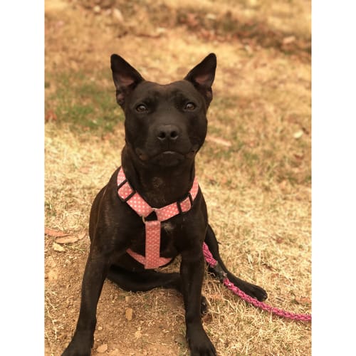 Shiraz ~ sweet 10mo English Staffy