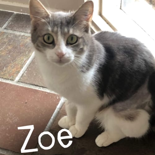 Zoe