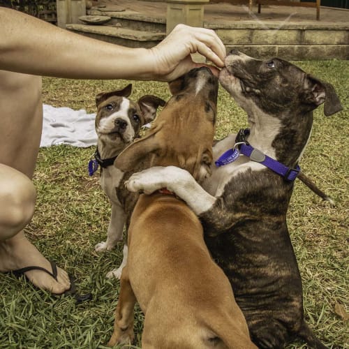 Rumble ~ playful Staffy x puppy